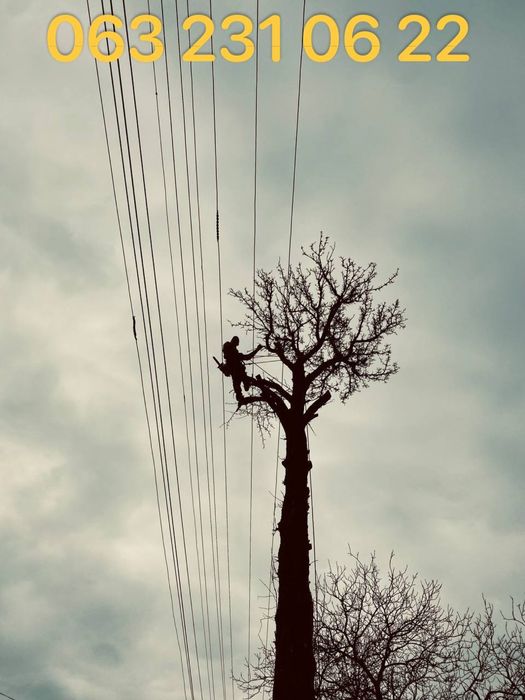 Зрізання дерев, Спил, Валка, Обрізка, Подрібнення гілок