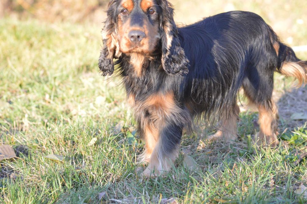 cocker spaniel angielski samiec dorosły