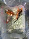 Karp koi  select buterfly