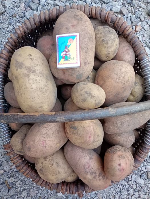 Домашня картопля