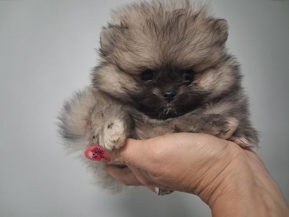 Szpic miniaturowy pomeranian malenki
