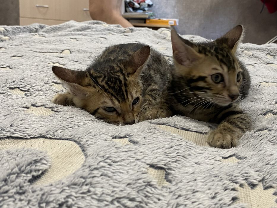 Бенгальські кошенята від батькіа з родословною.