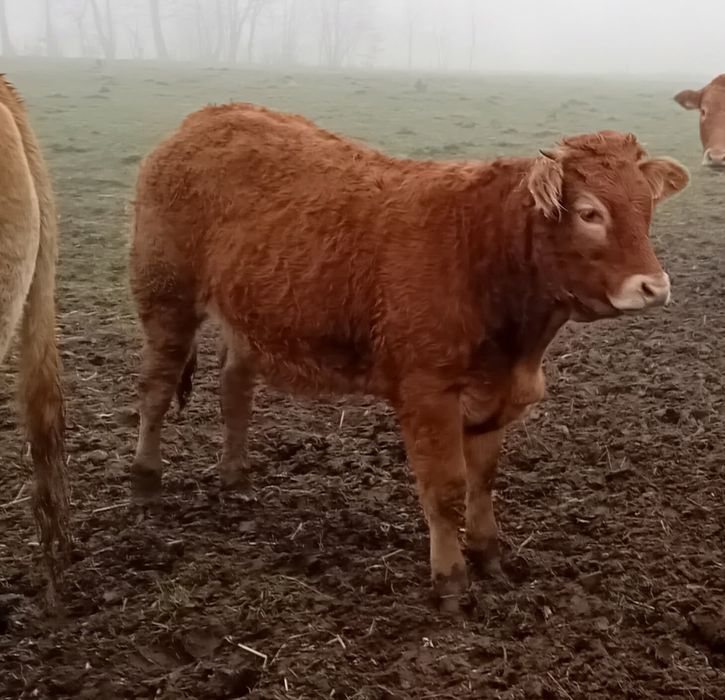 Sprzedam odsatki LM 100%