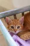 Adopcja rude futerko z charakterem