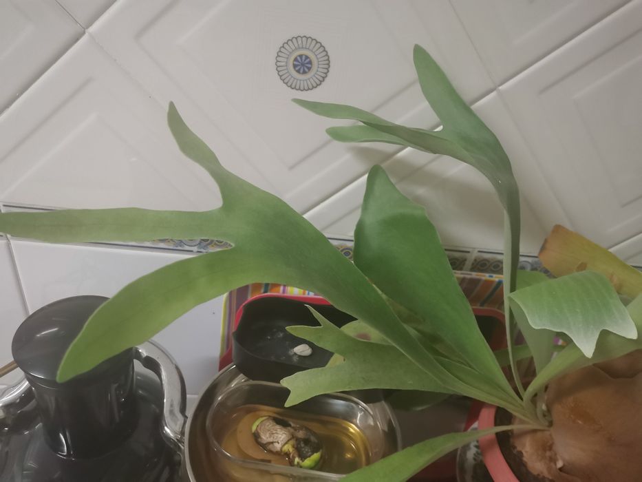 Planta Platycerium grande