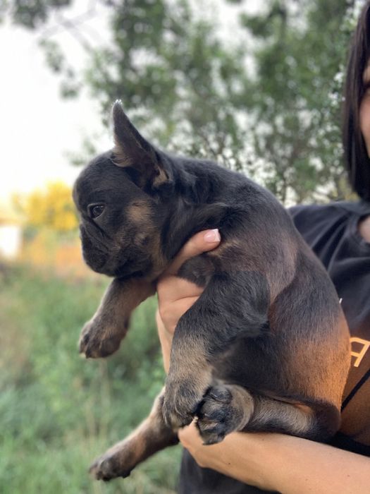 Флаффи мини голубой окрас