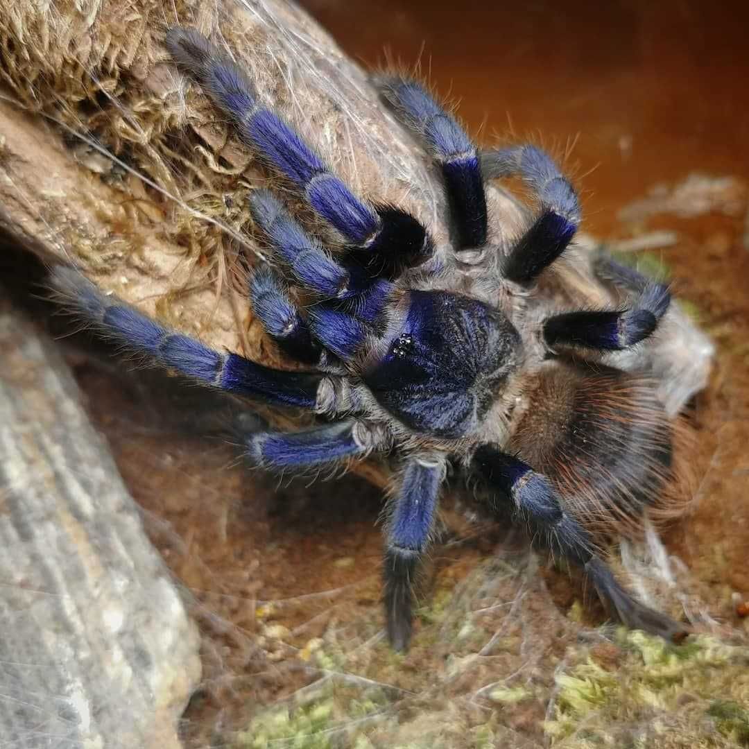 tarantula spider of Ukraine good home pets