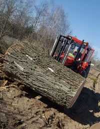 Wycinka drzew lasu wycinanie skup drewna pilarz drwal frezowanie karp