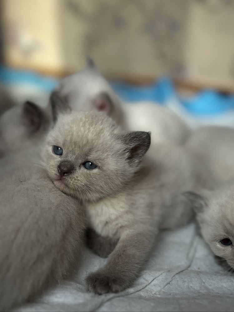Котята окраса шотландский блю поинт