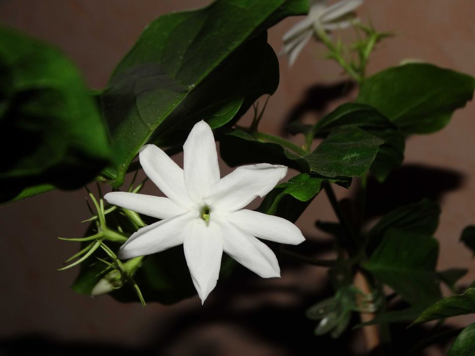 Жасмин Самбак Jasminum Sambac