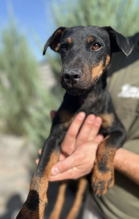 Собака для активних людей