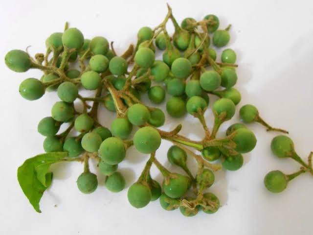 Mudas de Pé de Jurubeba – Planta Medicinal e Ornamental