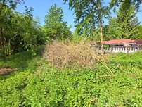 Suche gałęzie oddam