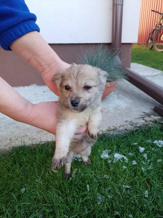 Віддам у добрі руки, 3 дівчинки, безплатно