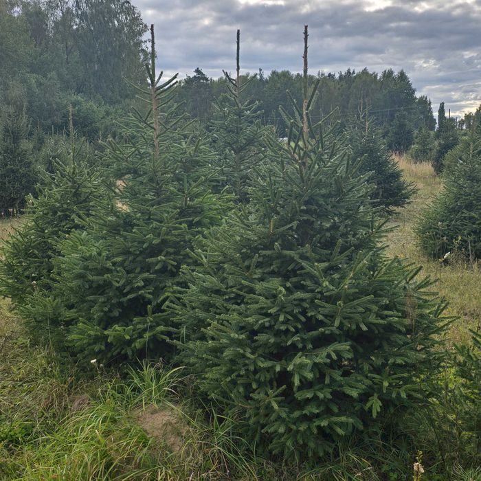 Choinki, świerk pospolity, srebrny, serbski