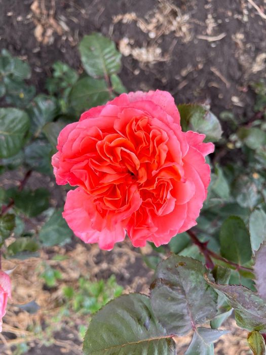 Продам саженцы розы