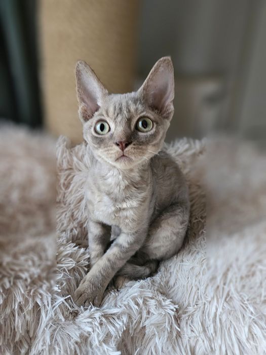 Liliowy kocurek Devon Rex