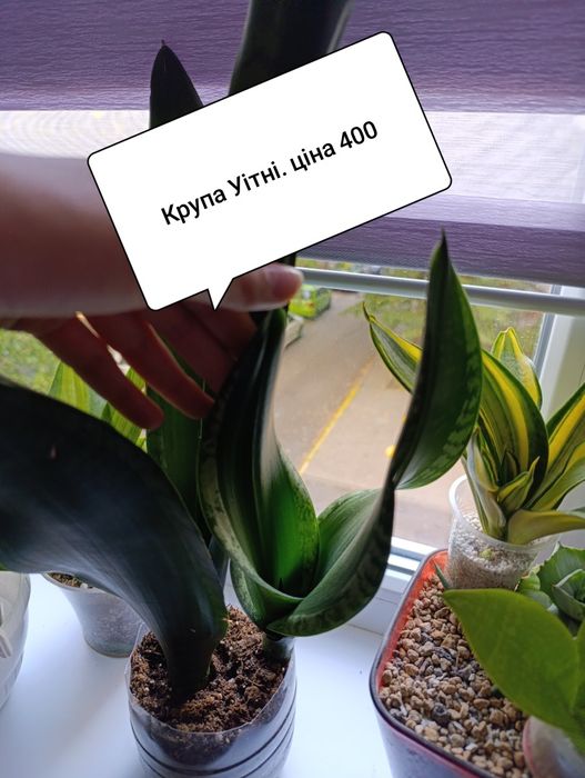 Сансевієрія Єва шикарна генетика