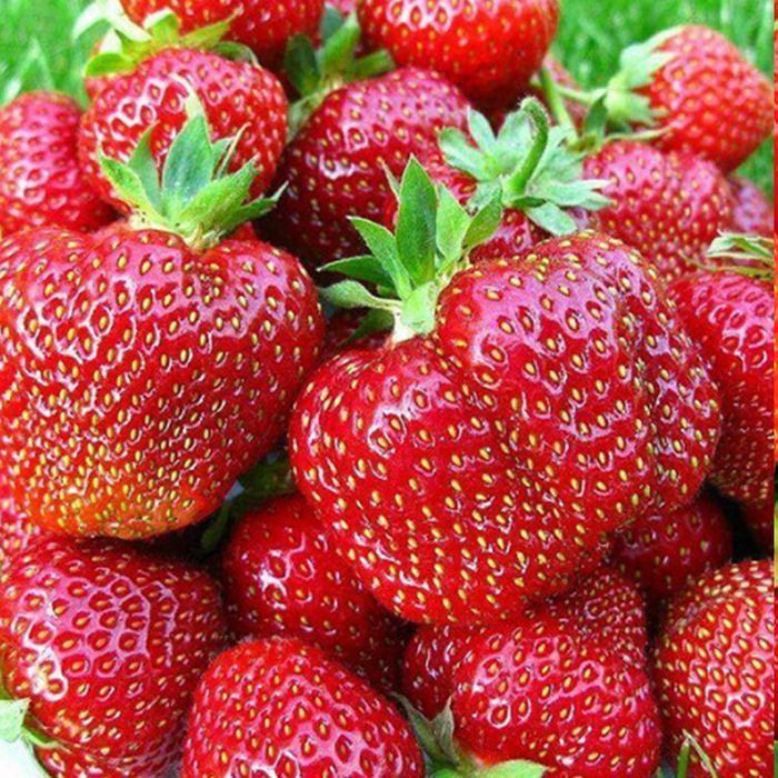 Саджанці полуниці ремонтантної Роздріб-ОПТ/Саженцы ремонтант. клубники