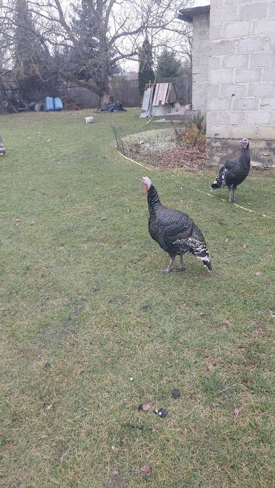 Sprzedam indyki i indory