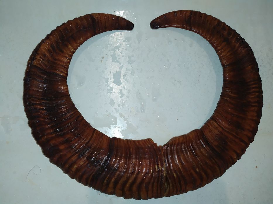 Рога животных  продам хороший экземпляр