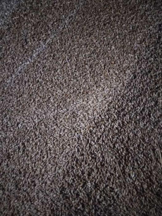 Pszenżyto Probus zbiory 2025r