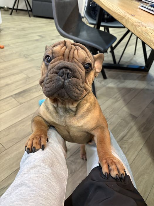 Французский бульдог міні- в типі вельвет біг роп. В'язка.