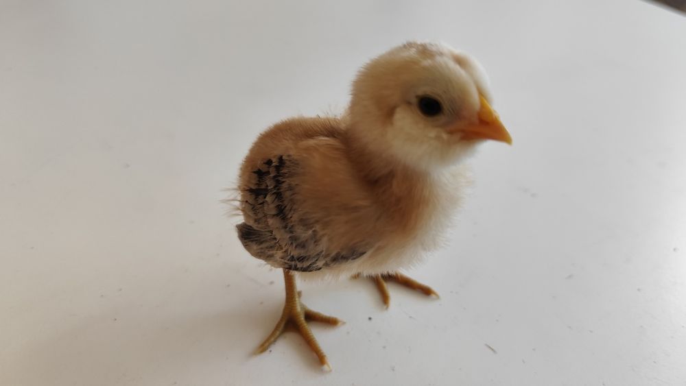 Pintos de ovos azuis