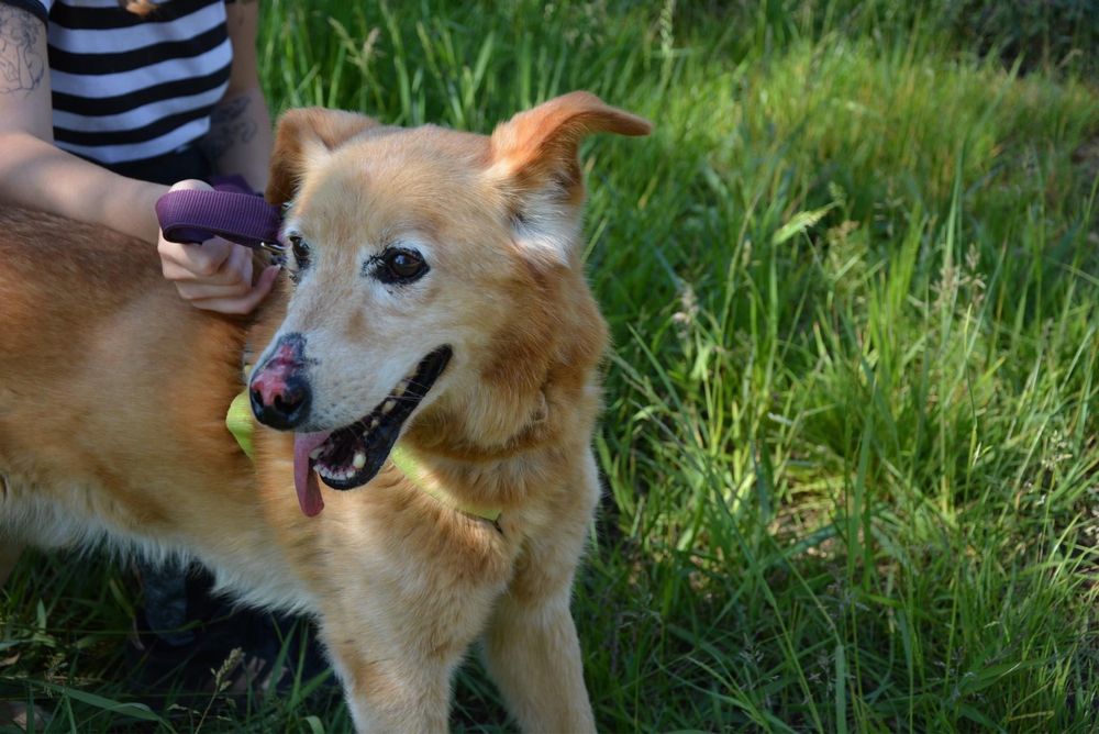 Nosek szuka domu! Adopcja psa