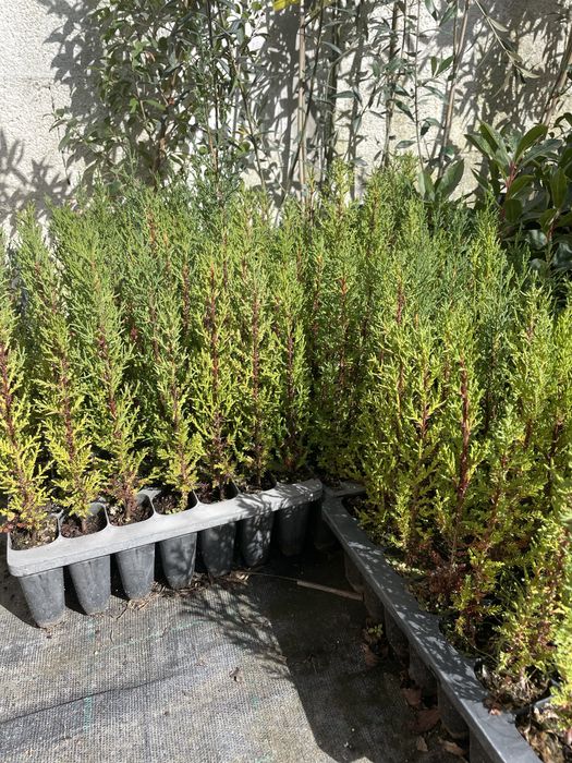 Cipreste / cedro italiano em covete