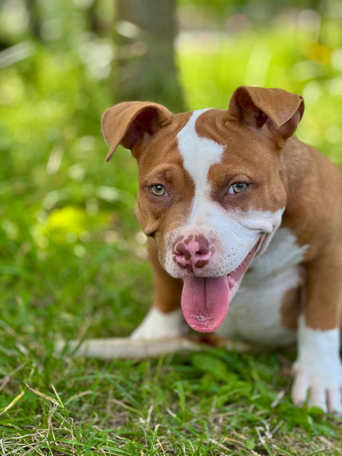 American Bully Pocket suczka