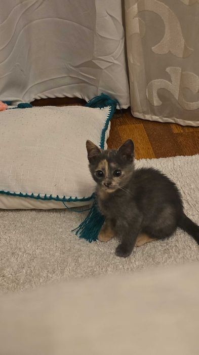 Gato para adoçao
