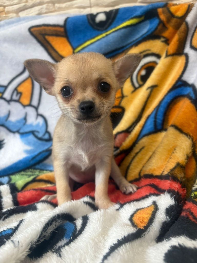 Chihuahua śliczna sunia