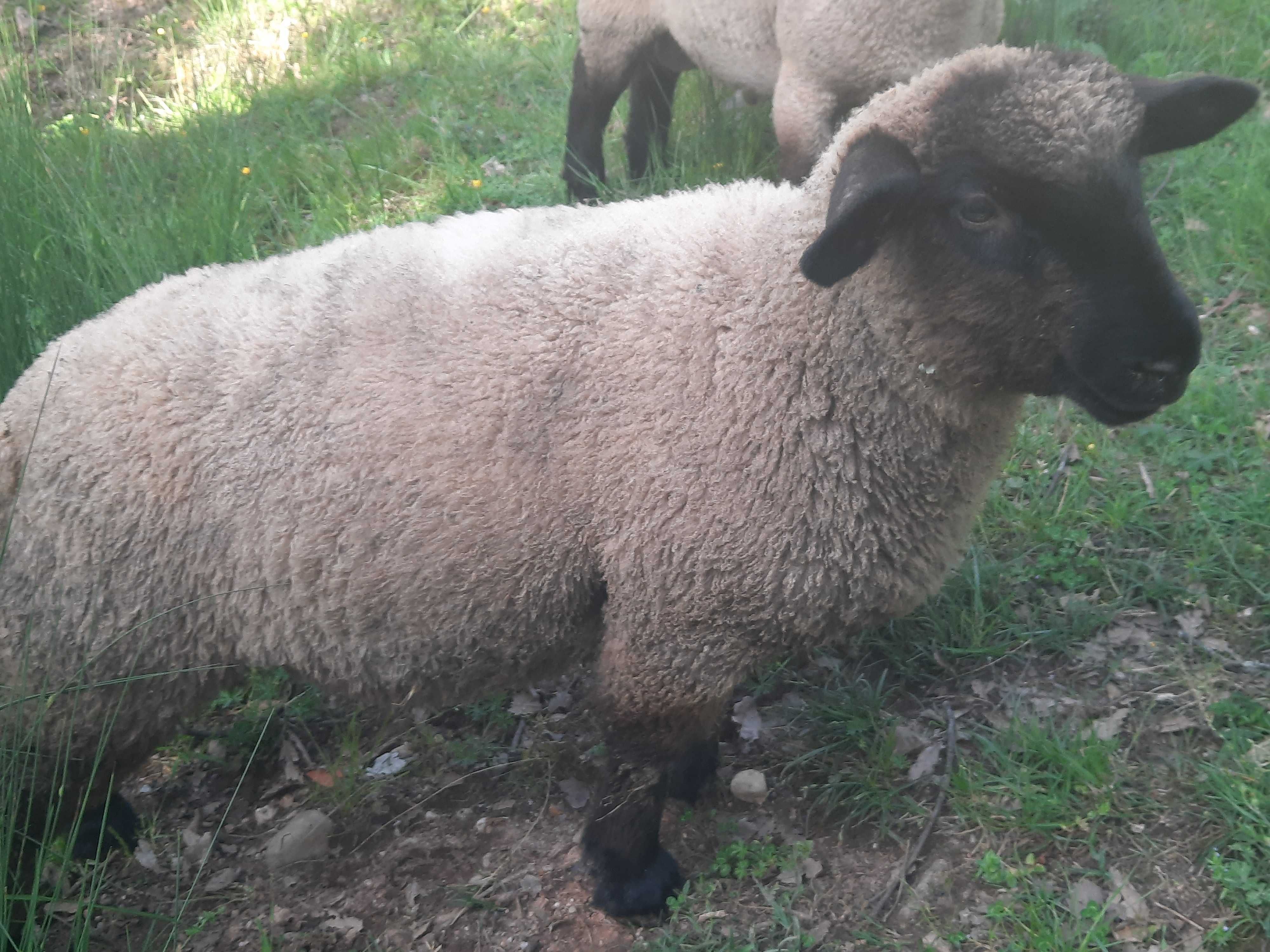 Vendo borregos Suffolk