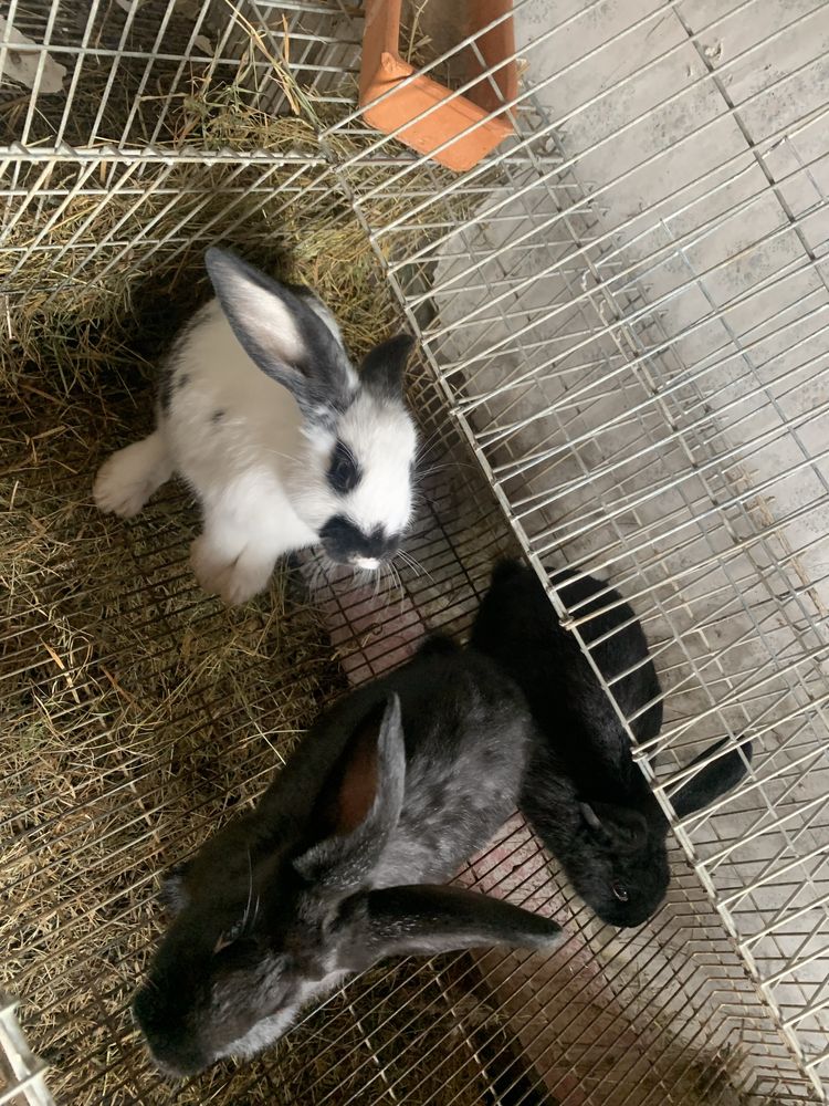 Coelhos Cruzados Gigante Borboleta