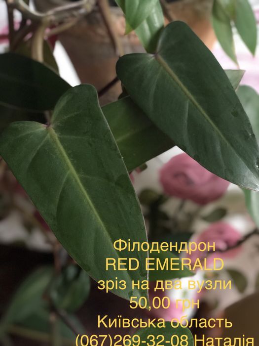 Філодендрон види