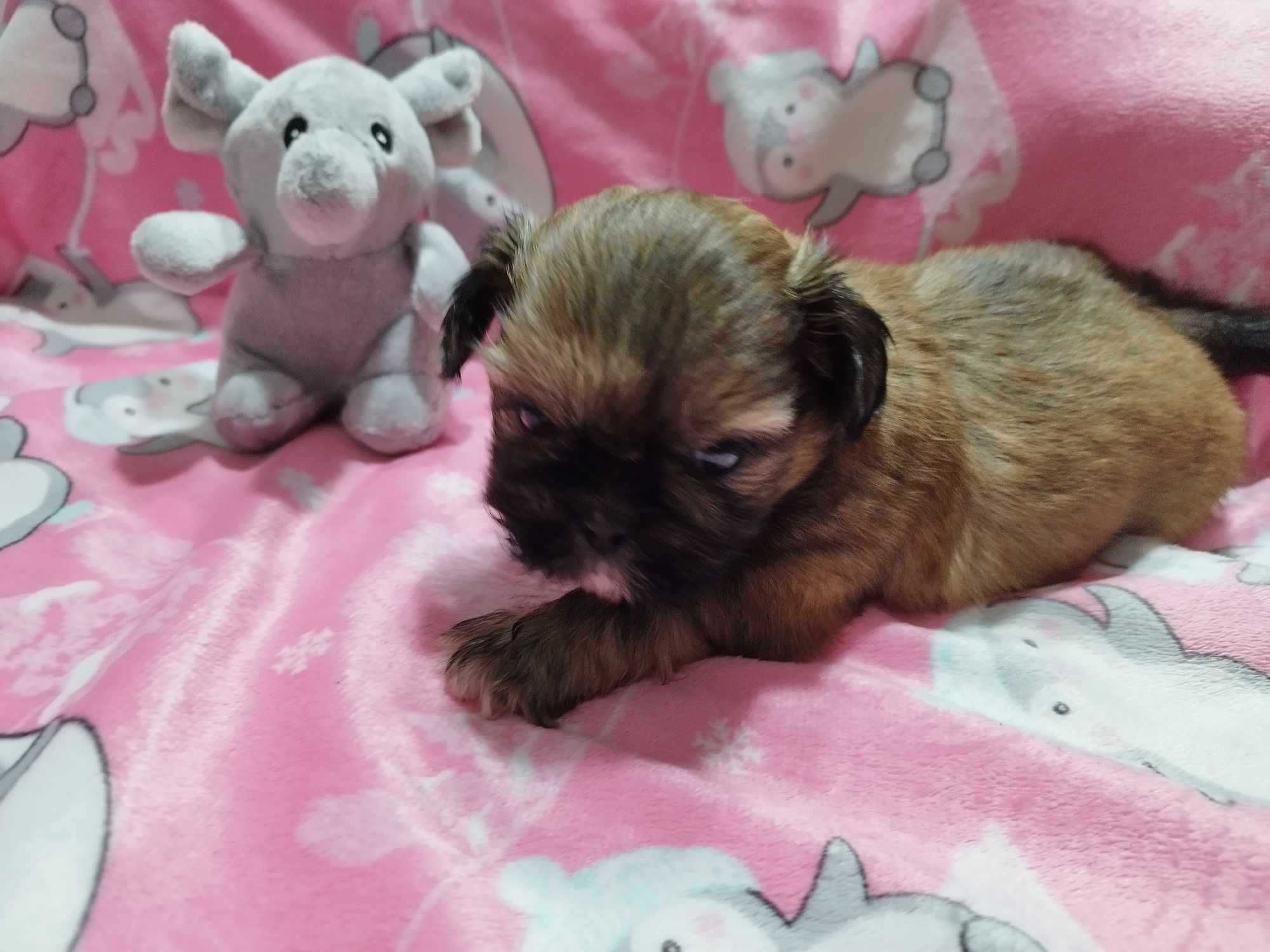 *** Śliczna Maleńka Dziewczynka Shih Tzu ***