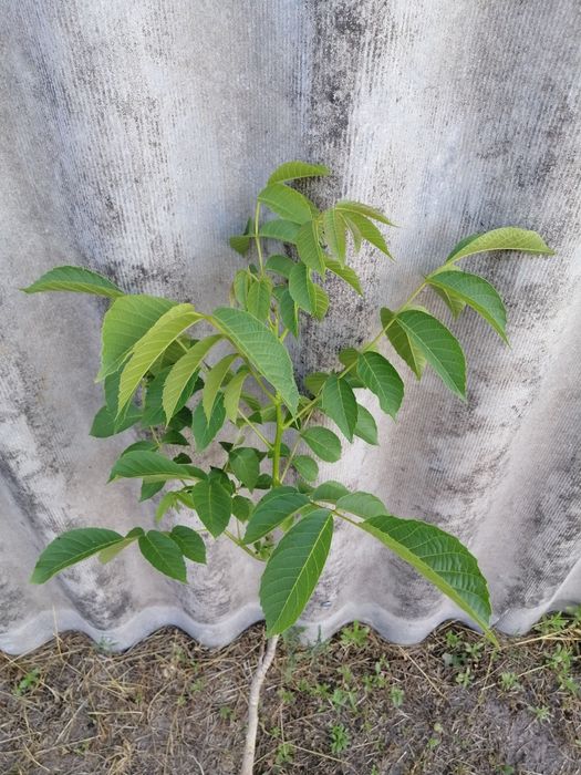 Саджанці грецького,волоського горіха