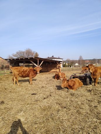 Limousine krowy jałówki stado