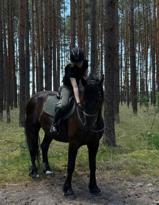 Wałach 5 lat, fryz x ślązak