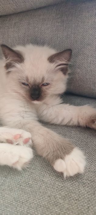 Ragdoll kotek rodowód miedzynarodowy TICA