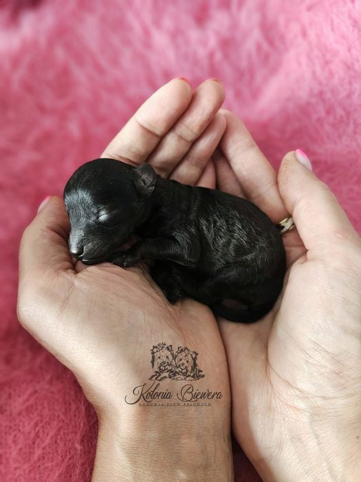 Pudel Miniaturowy czarna dziewczynka Badania genetyczne!!!