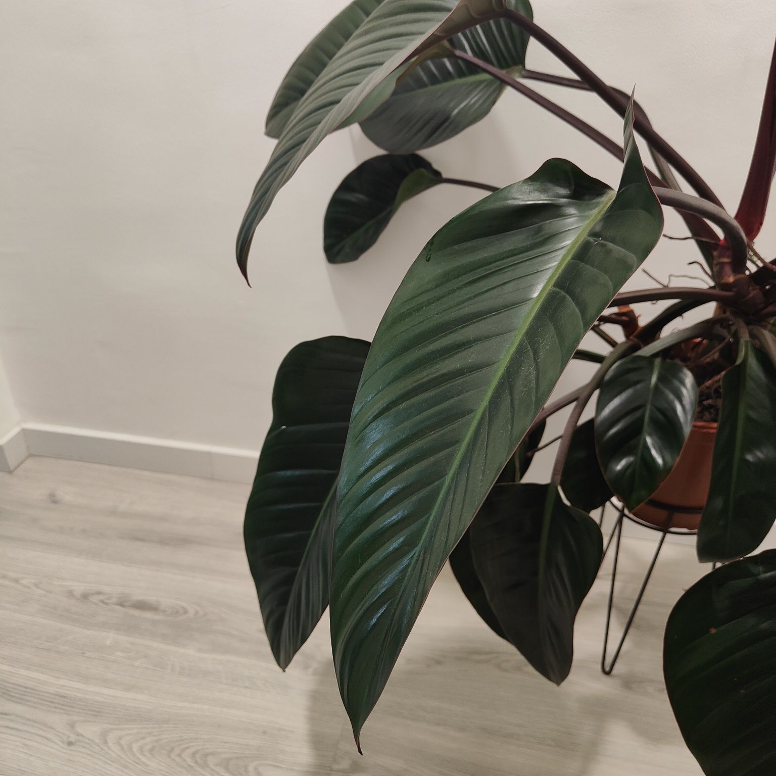 Philodendron " red beauty " // planta interior