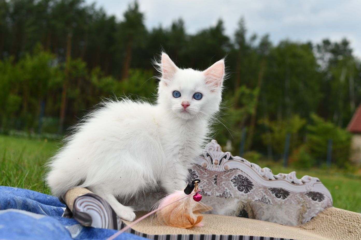 Jaśniutki jak chmurka kociak ragdoll z rodowodem FPL