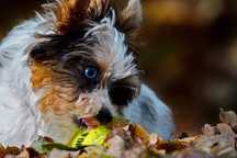 Yorkshire Terrier - Zapowiedź miotu