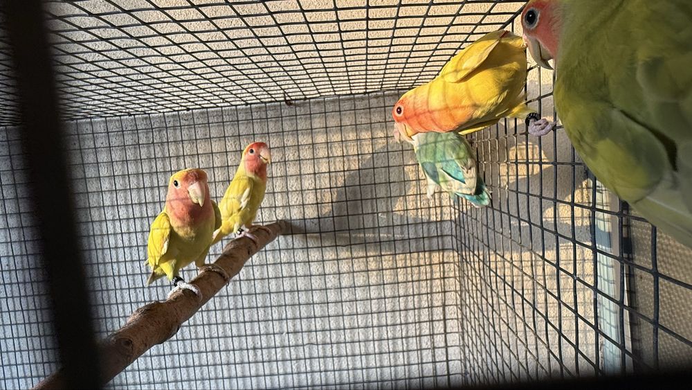 Vende-se roseicollis