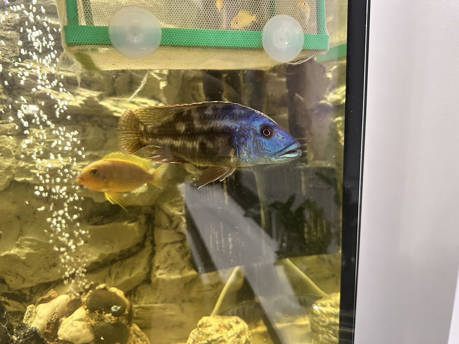 Akwarium Aquael Glossy 260L , Gwarancja, Pelen zestaw! Malawi Ryby