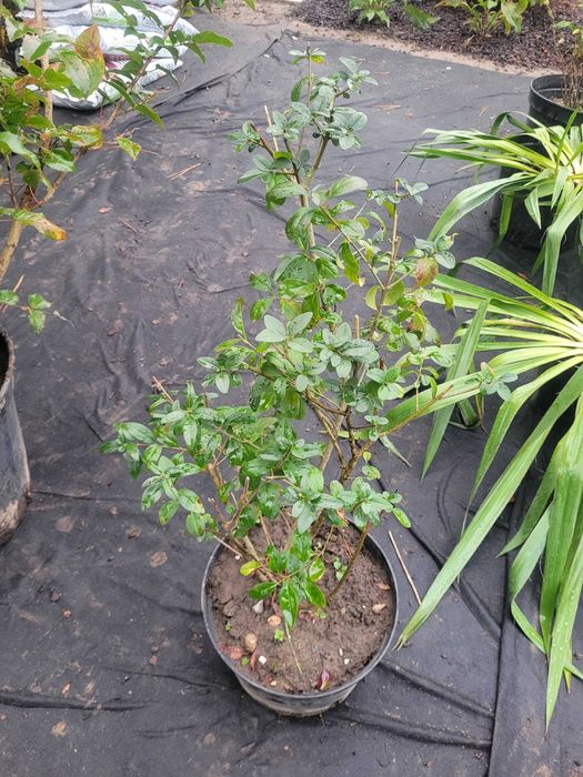 Rośliny ogrodowe - ligustry i kosaciec