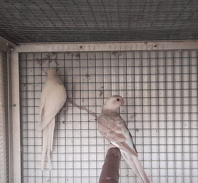 Red rumped macho e fêmea