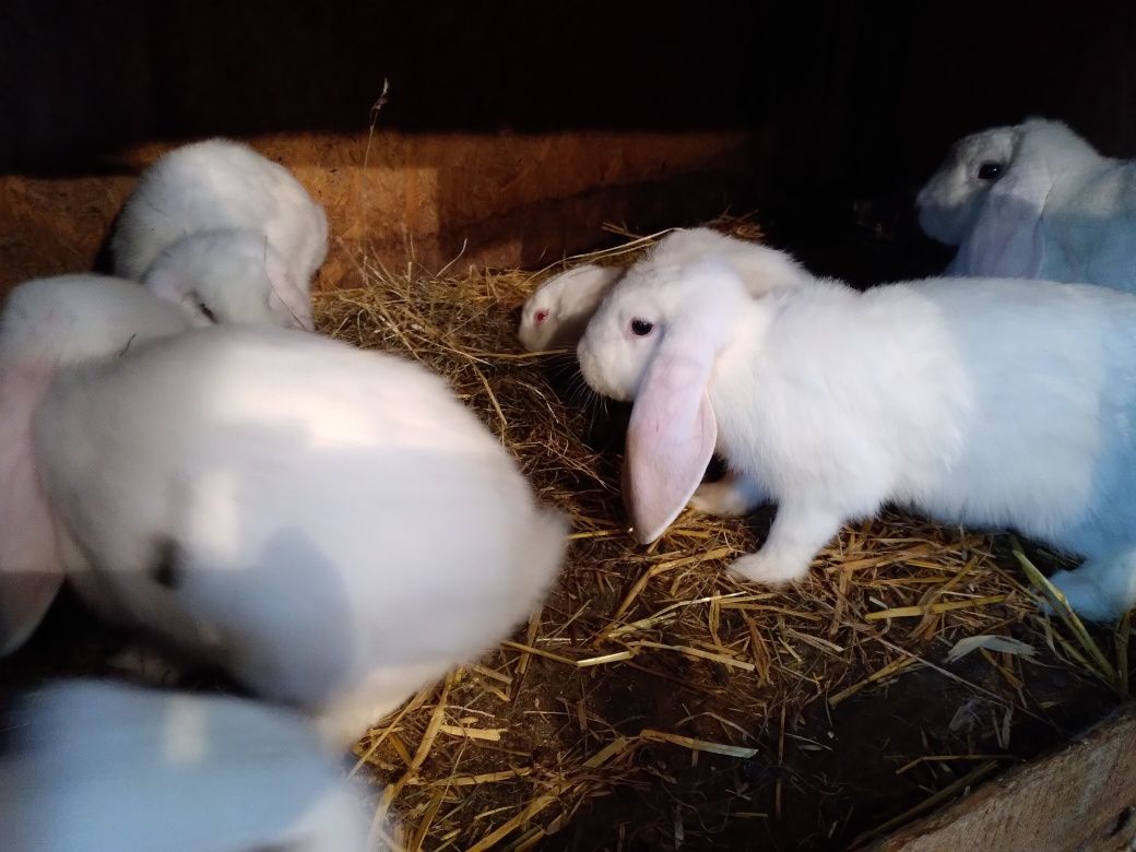 Króliki barany francuskie białe niebieskookie i czerwonookie